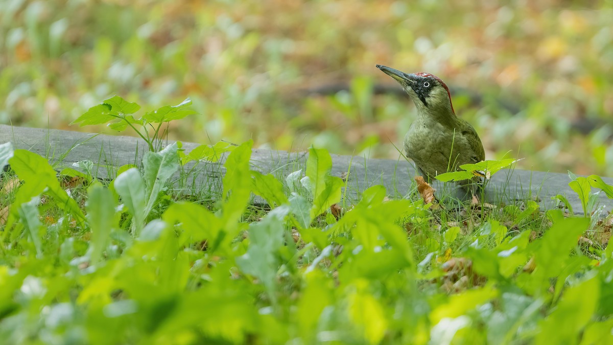 Eurasian Green Woodpecker - ML642584285