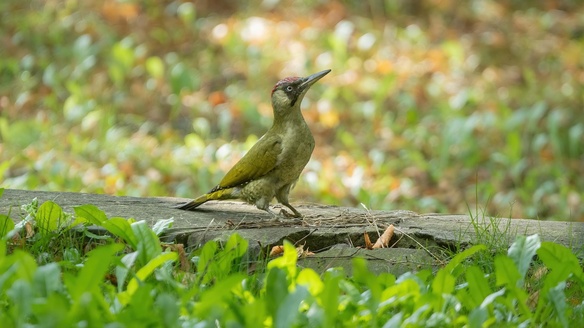 Eurasian Green Woodpecker - ML642584286