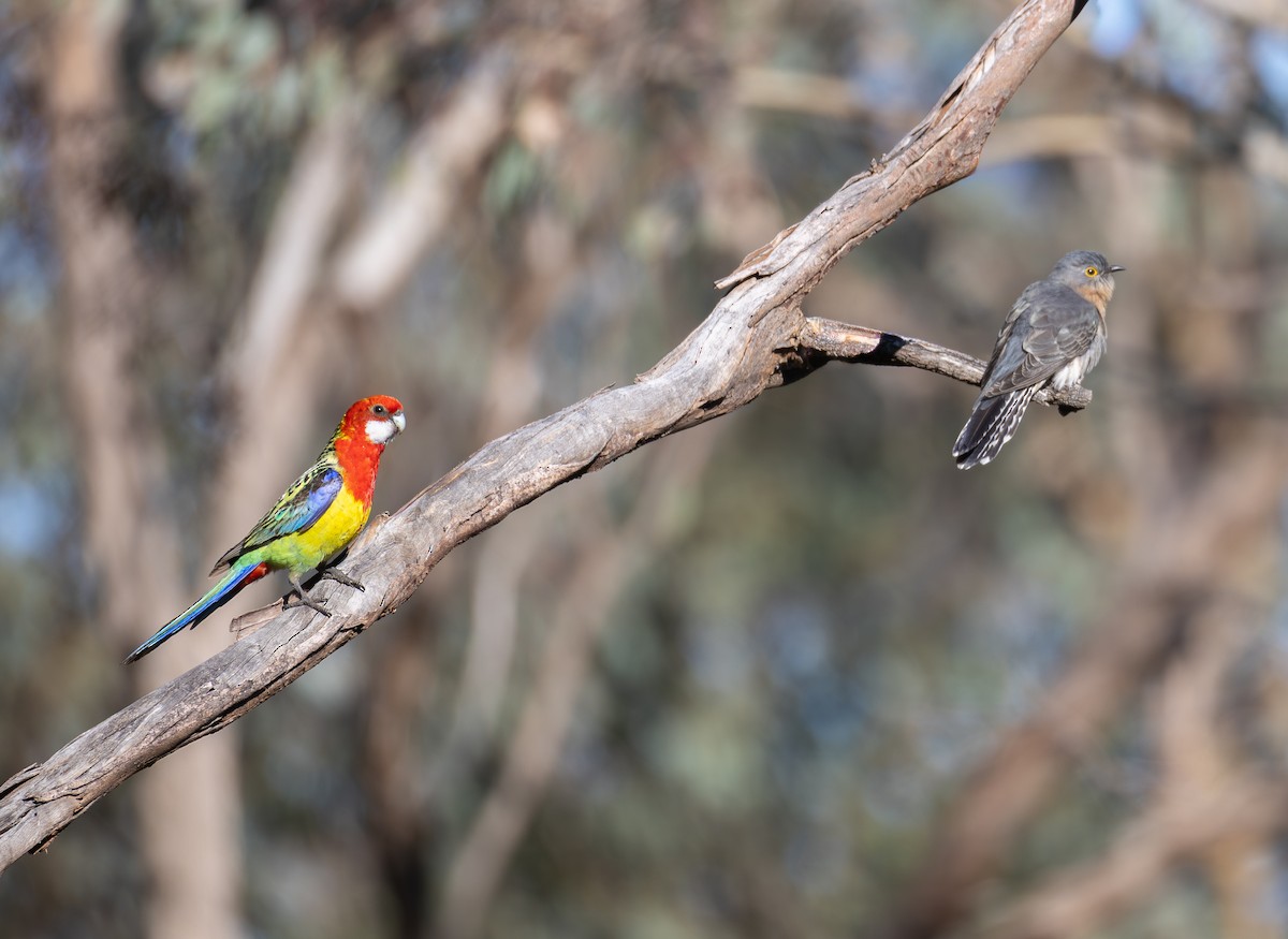 Eastern Rosella - ML642584292