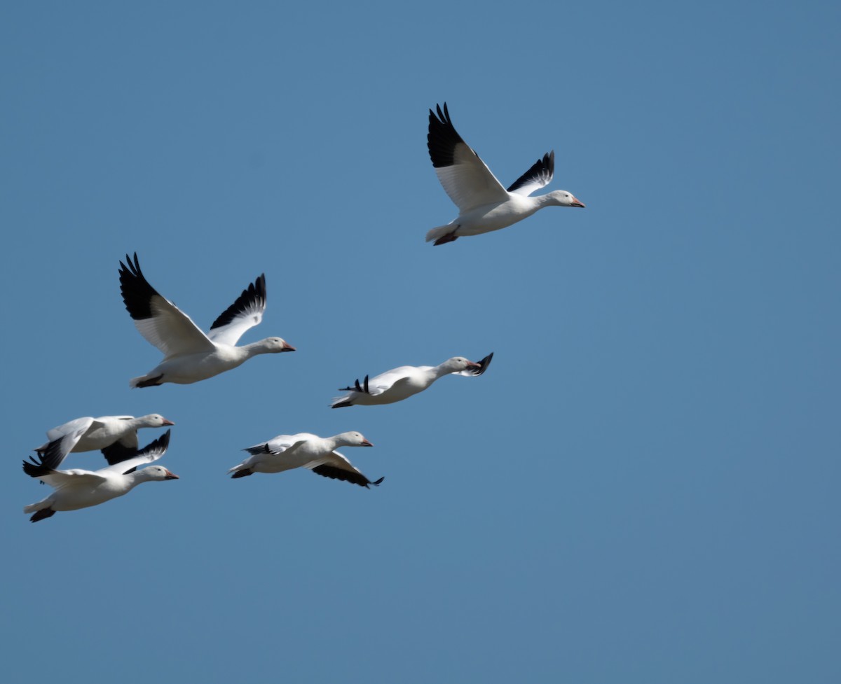 Snow Goose - ML642584333