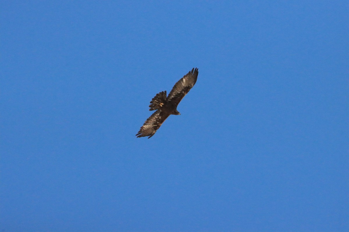 Golden Eagle - ML642584372