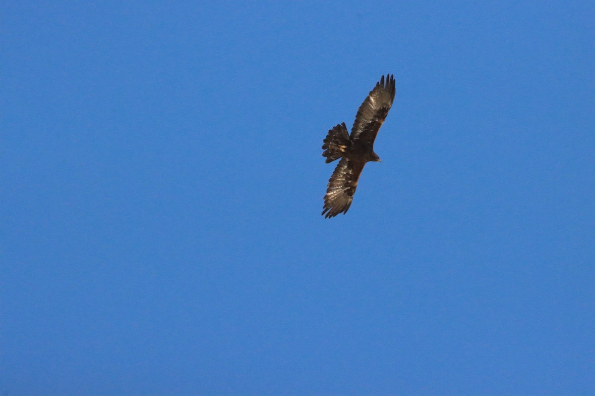 Golden Eagle - ML642584373