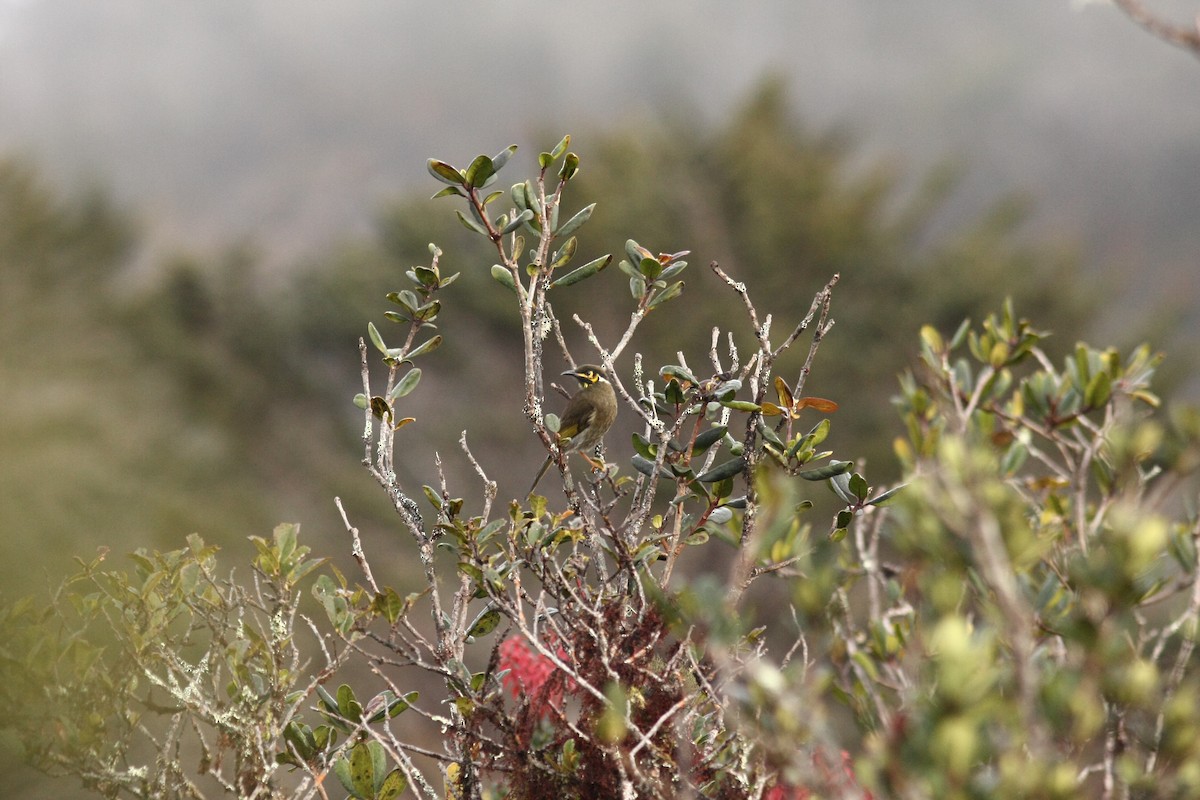 Black-throated Honeyeater - ML642584378