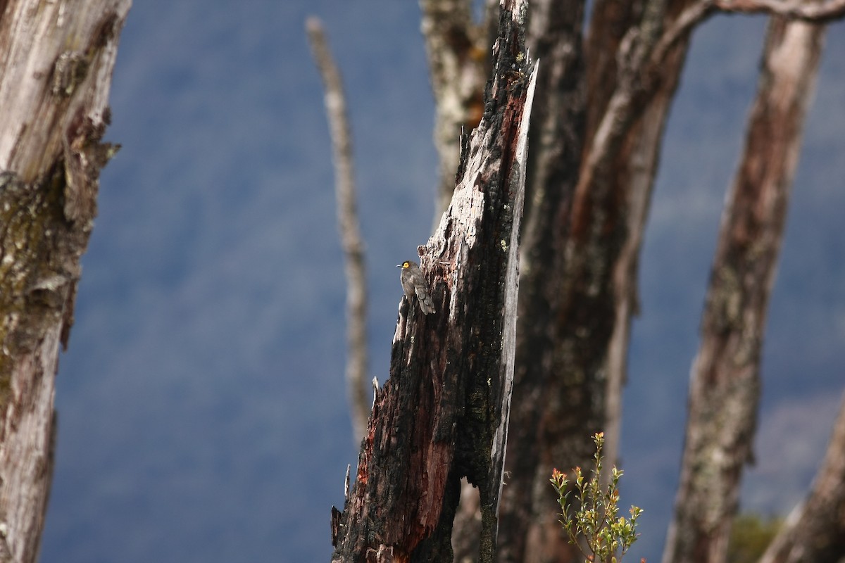 røykhonningeter - ML642584392