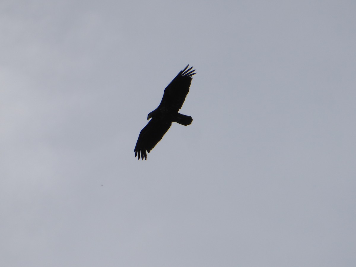 Bald Eagle - ML642584425