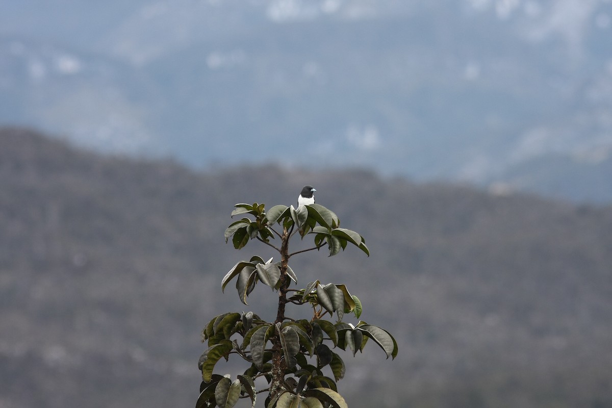 Great Woodswallow - ML642584426
