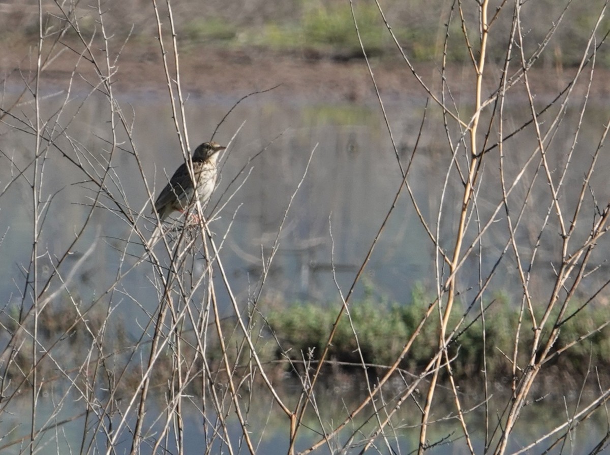 Correndera Pipit - ML642584444