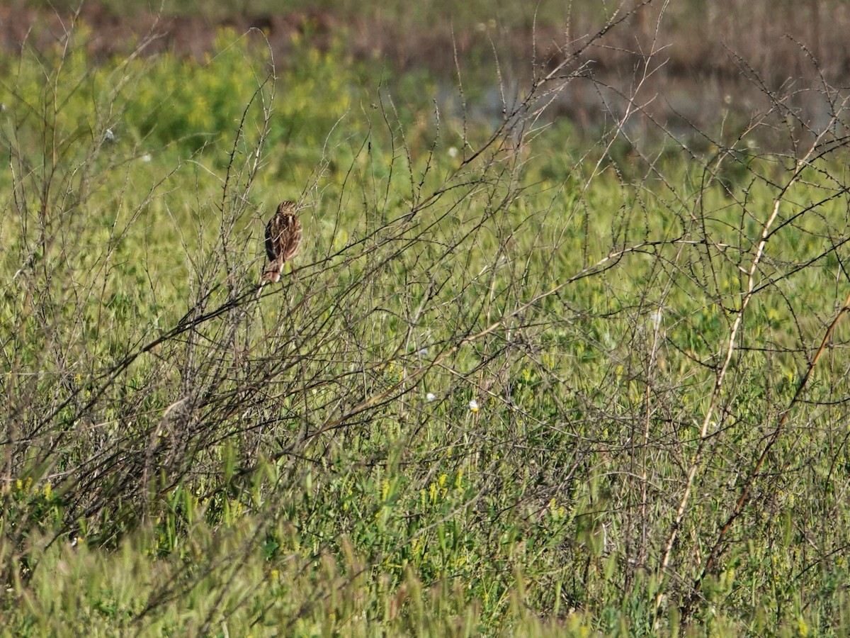 Correndera Pipit - ML642584446