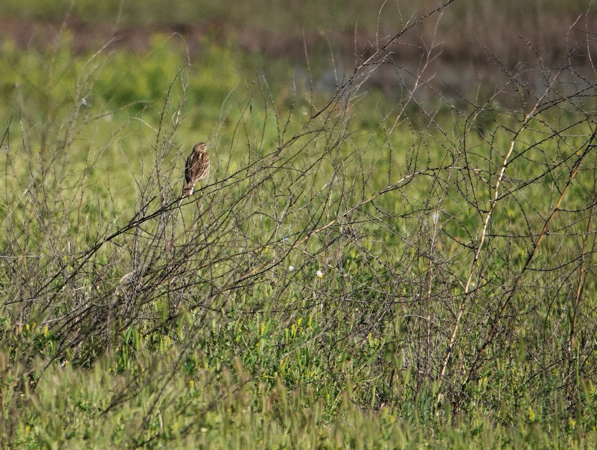 Correndera Pipit - ML642584447