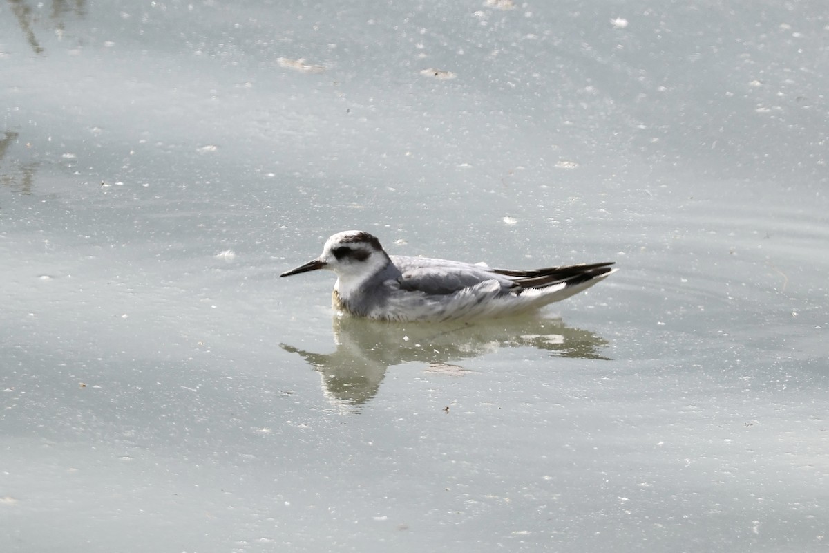 Red Phalarope - ML642584448