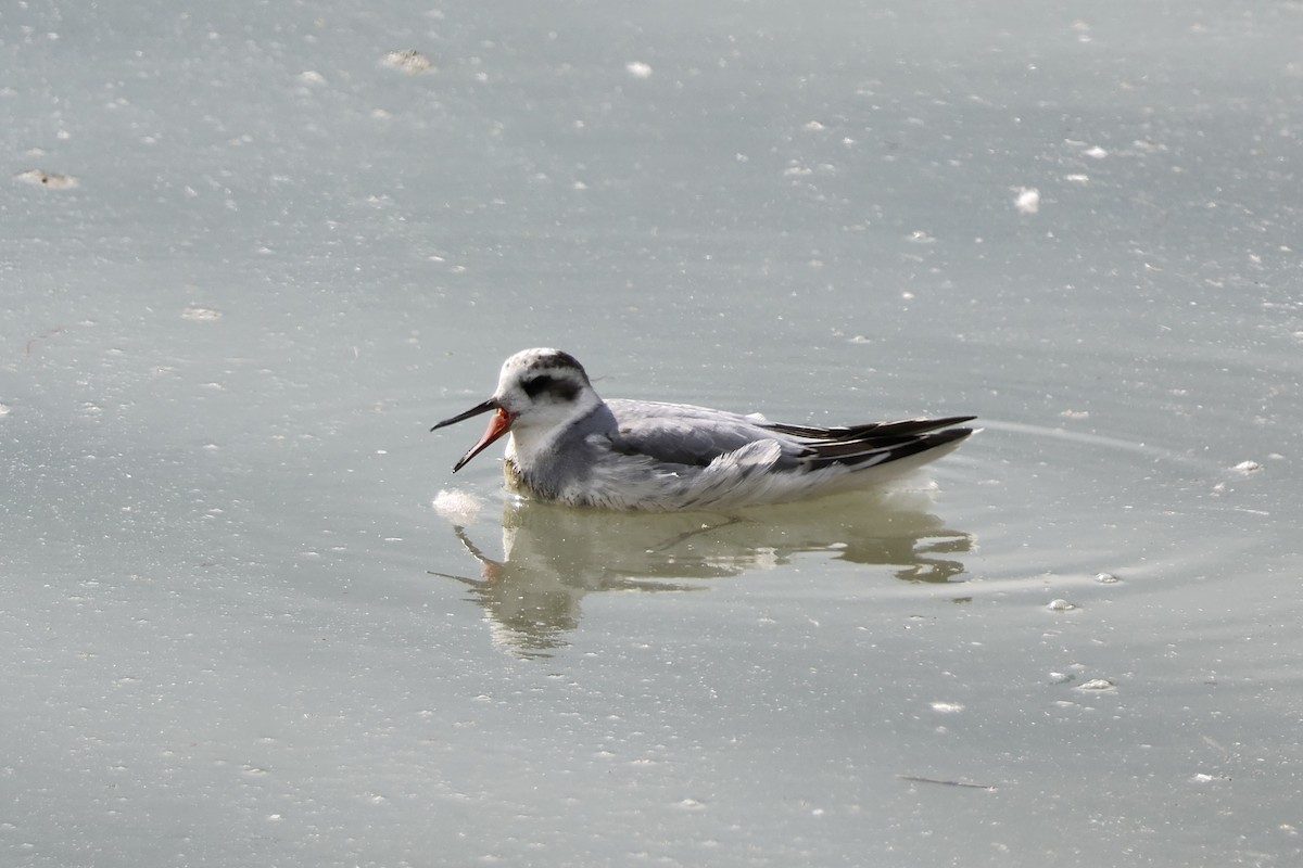 Red Phalarope - ML642584449