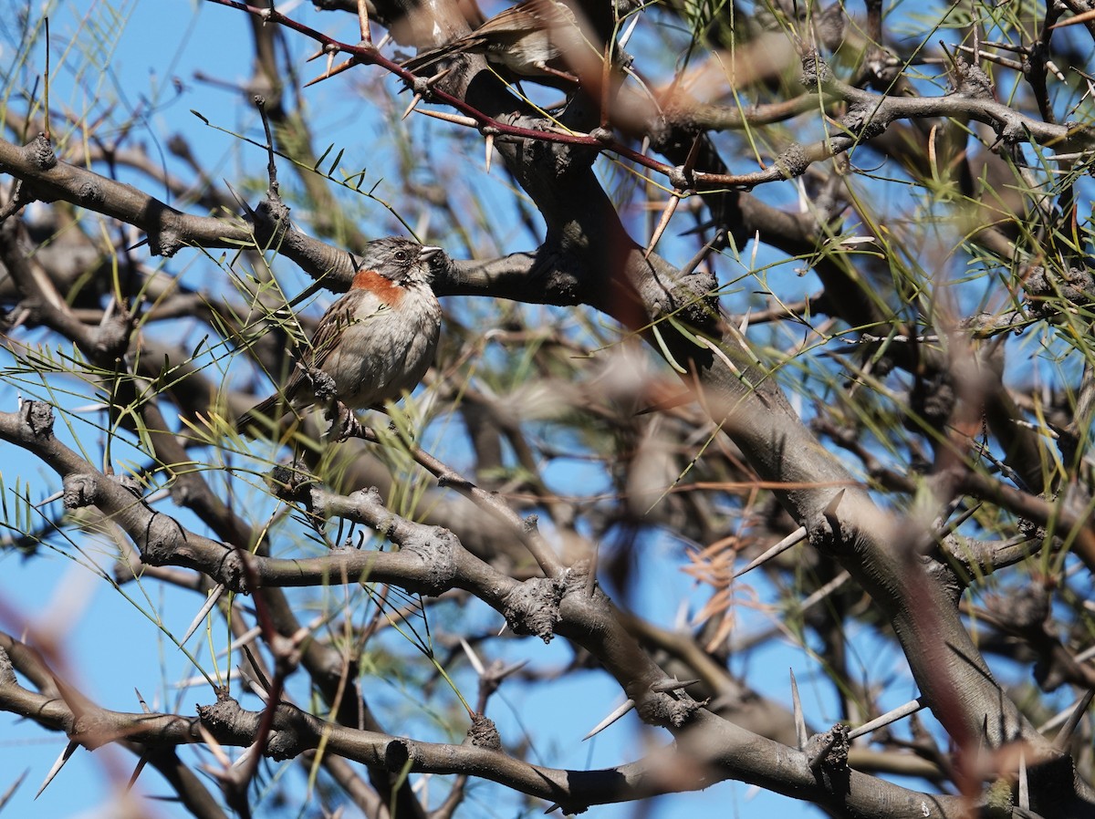 Rufous-collared Sparrow - ML642584453