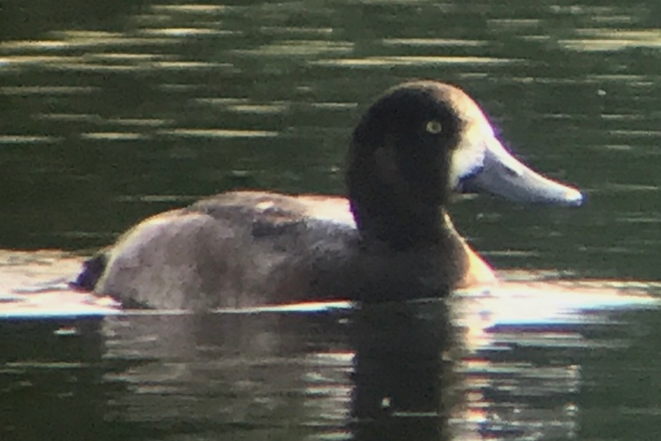 Greater Scaup - ML642584461