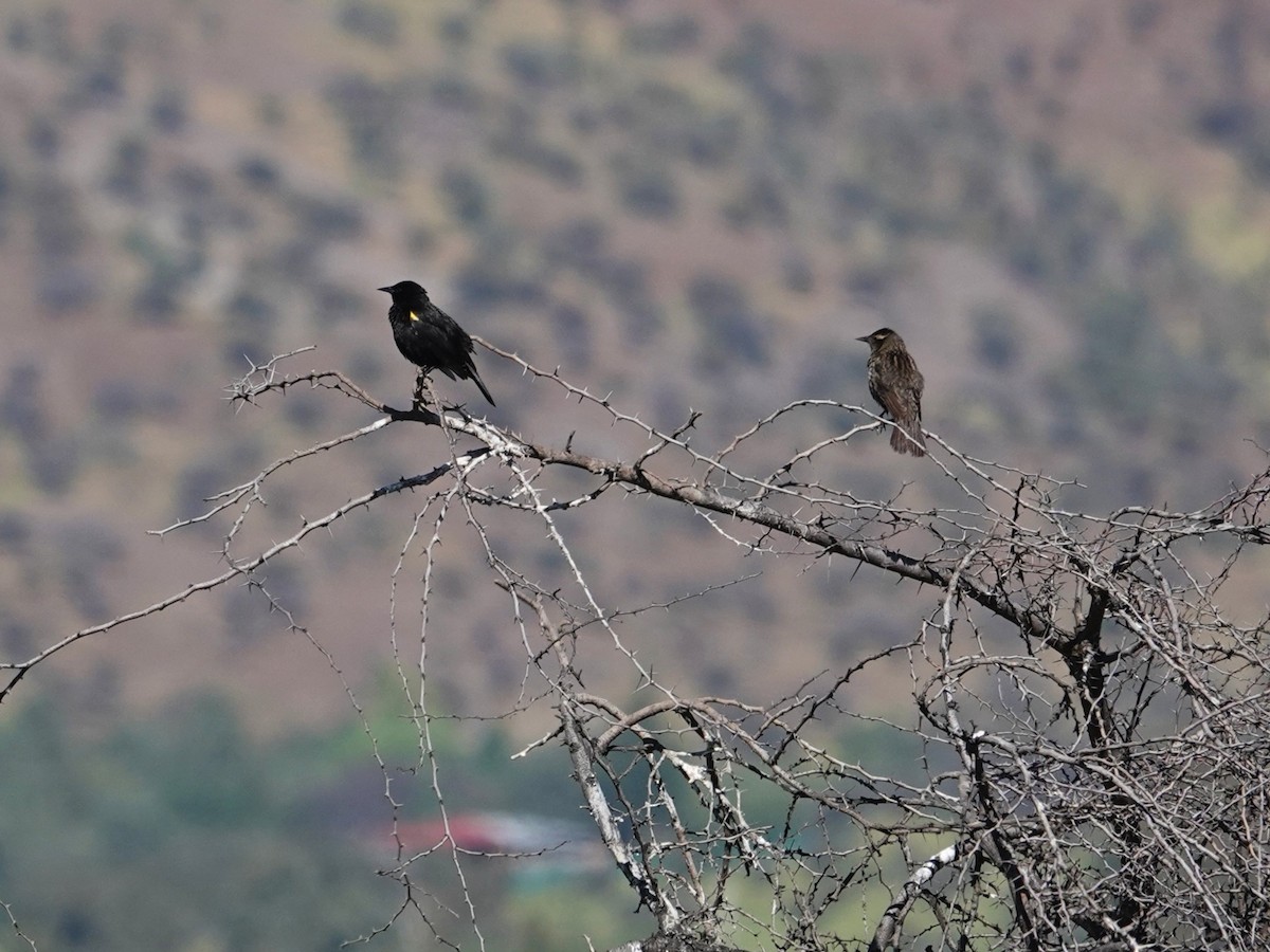 Yellow-winged Blackbird - ML642584480