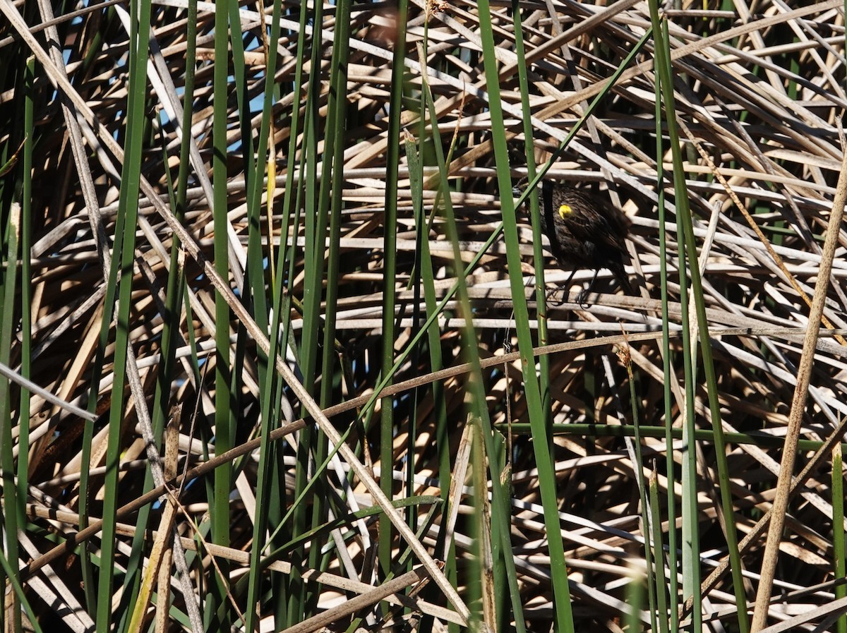 Yellow-winged Blackbird - ML642584481