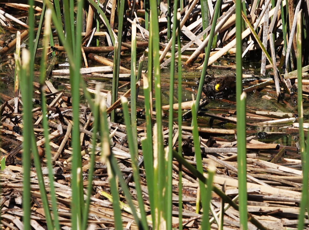 Yellow-winged Blackbird - ML642584482