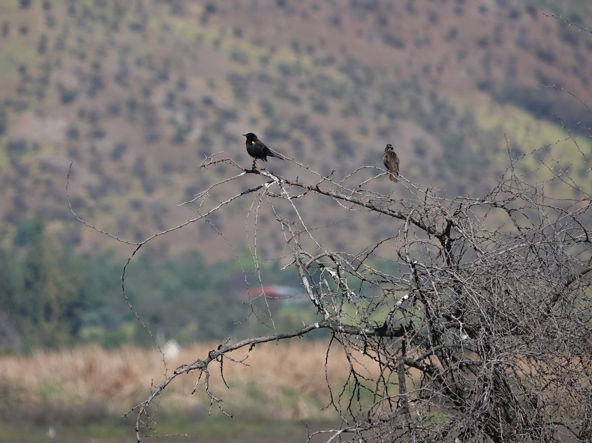 Yellow-winged Blackbird - ML642584483
