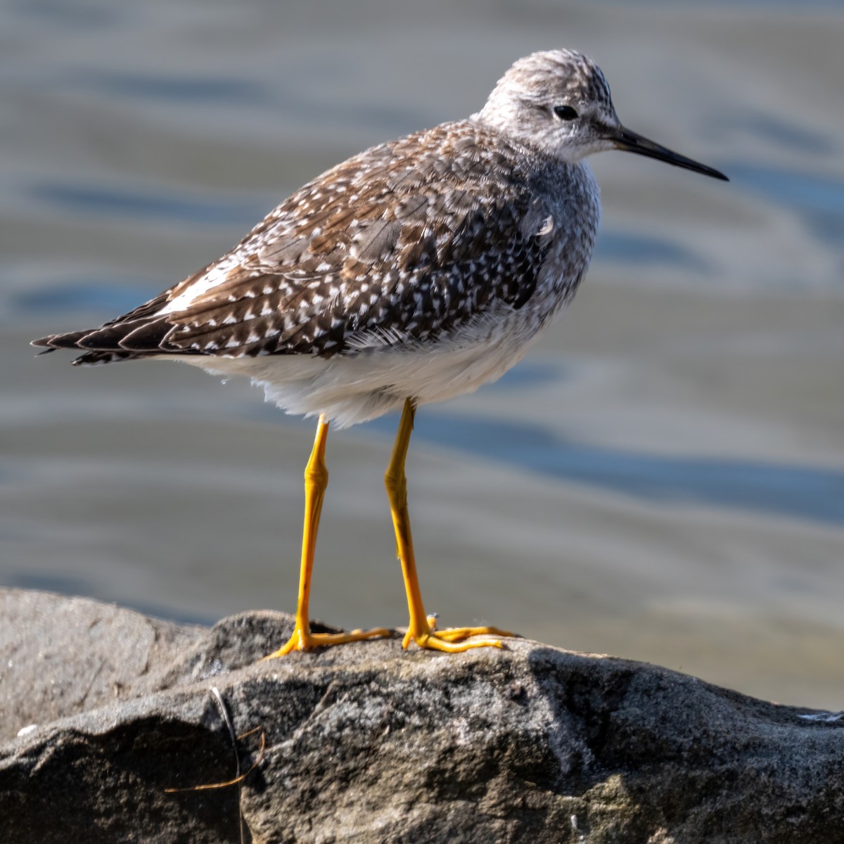 Lesser Yellowlegs - ML642584509