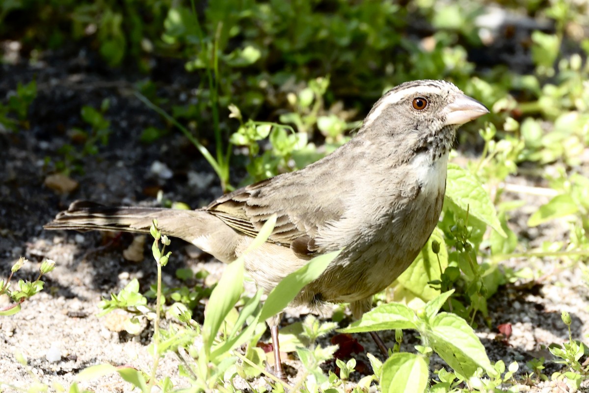 Streaky-headed Seedeater - ML642584512