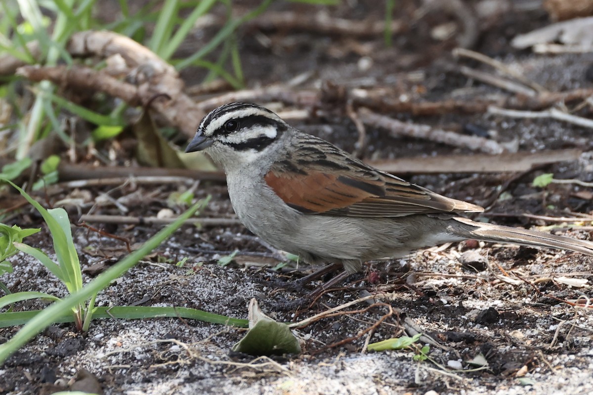Cape Bunting - ML642584516