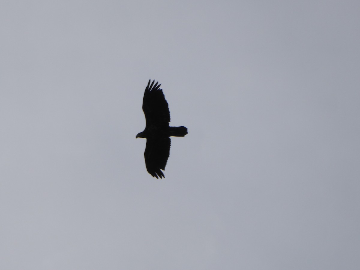 Bald Eagle - ML642584519