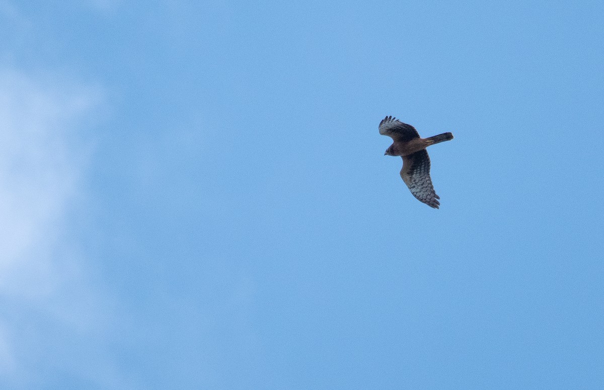 Northern Harrier - ML642584520