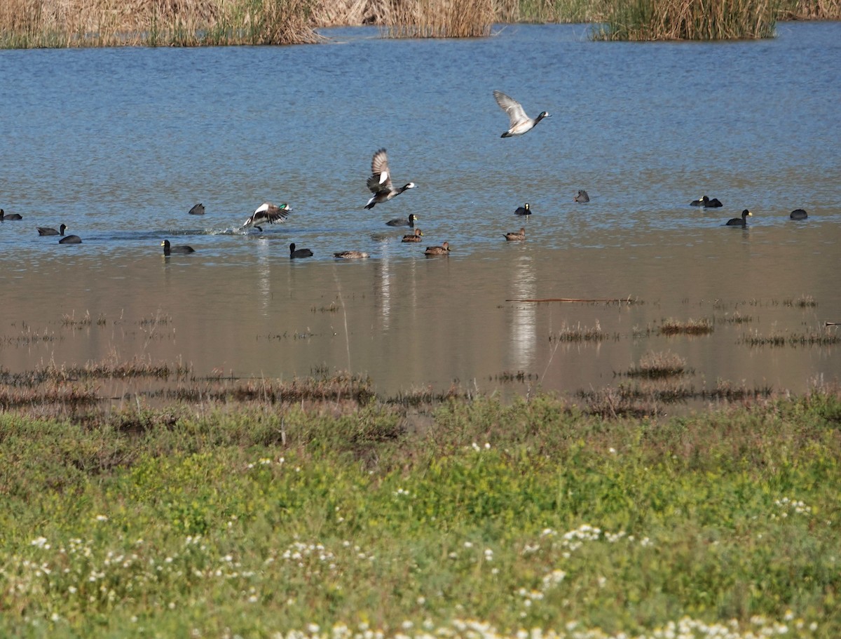 Chiloe Wigeon - ML642584525