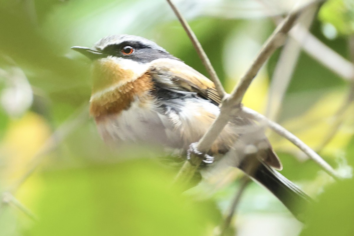 Cape Batis (Cape) - ML642584535