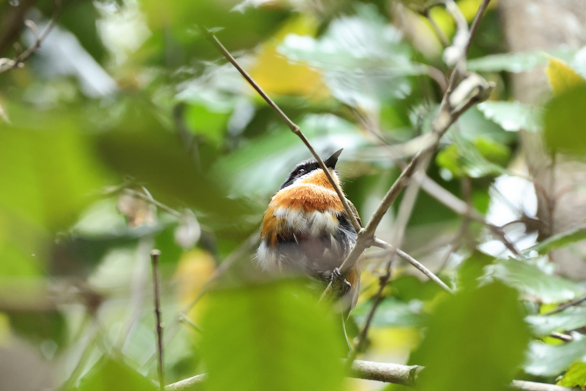 Cape Batis (Cape) - ML642584536