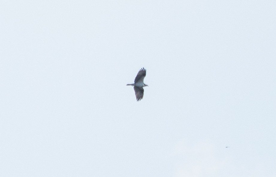 Osprey - ML642584553
