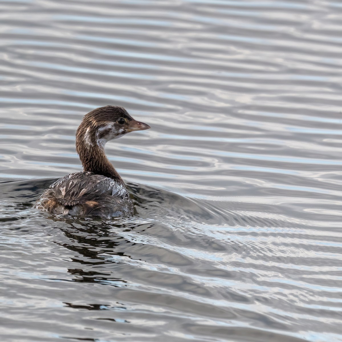 Pied-billed Grebe - ML642584576