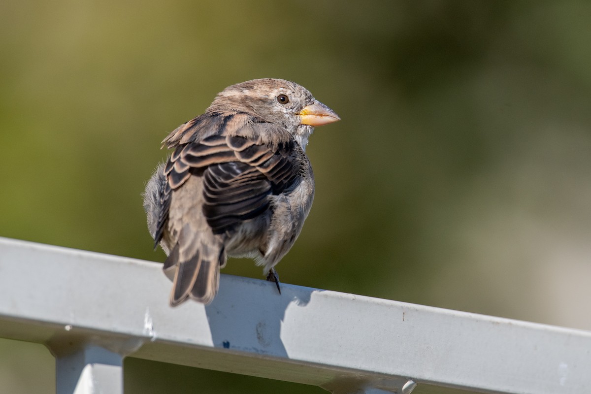 Moineau domestique - ML642584598