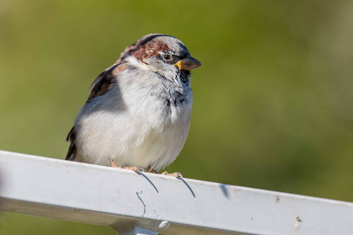 Moineau domestique - ML642584599