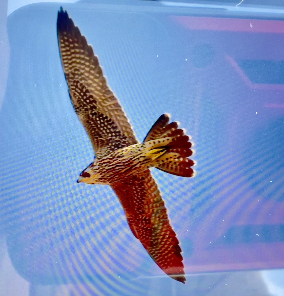 Peregrine Falcon - ML642584601