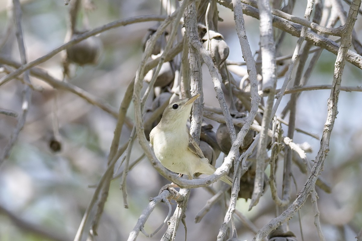 Eastern Olivaceous Warbler - ML642584610