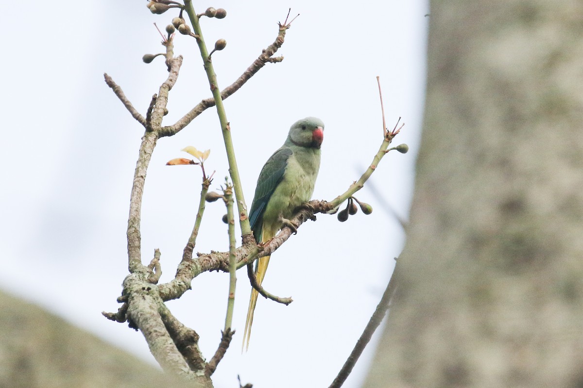Malabar Parakeet - ML642584612