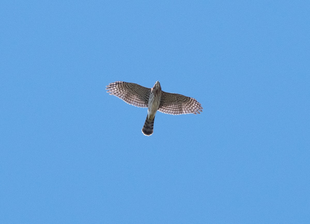 Cooper's Hawk - ML642584621