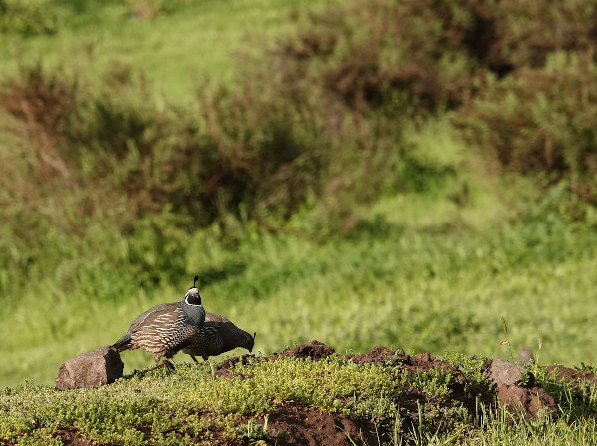 California Quail - ML642584626