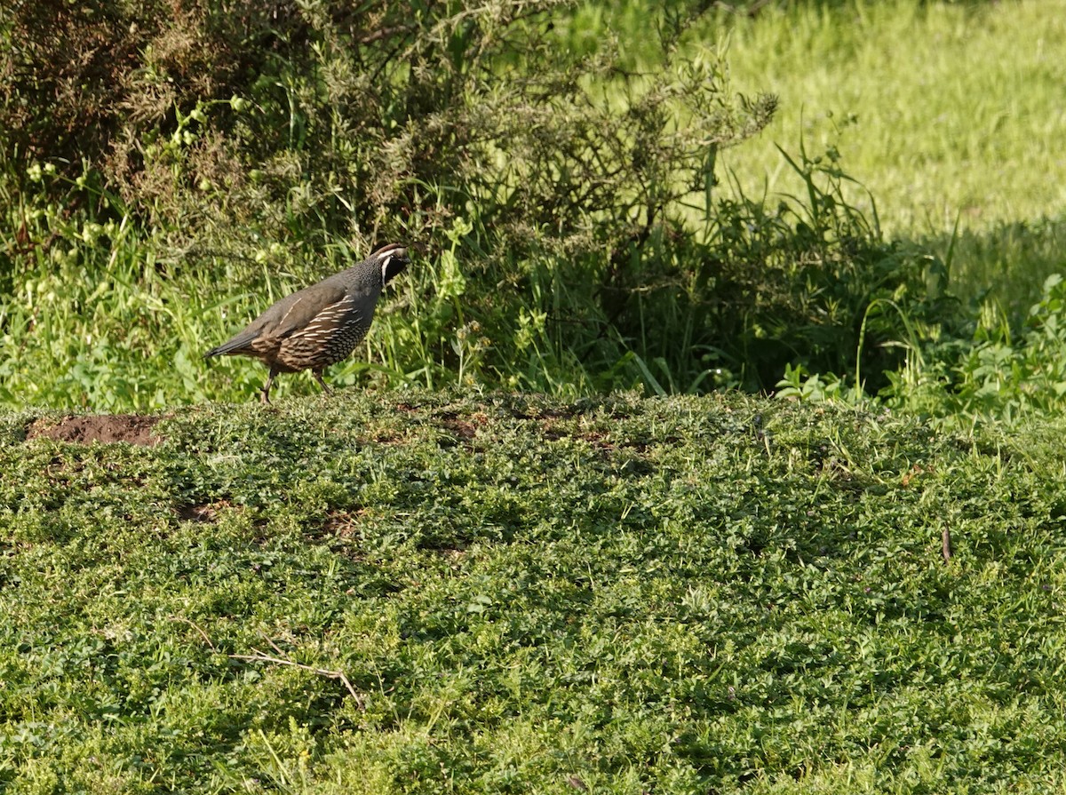 California Quail - ML642584628