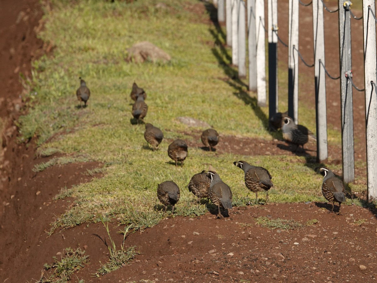California Quail - ML642584630