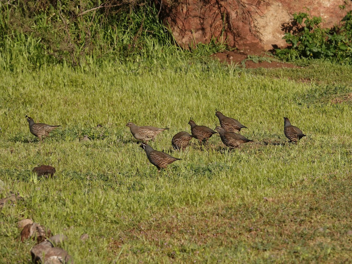 California Quail - ML642584631