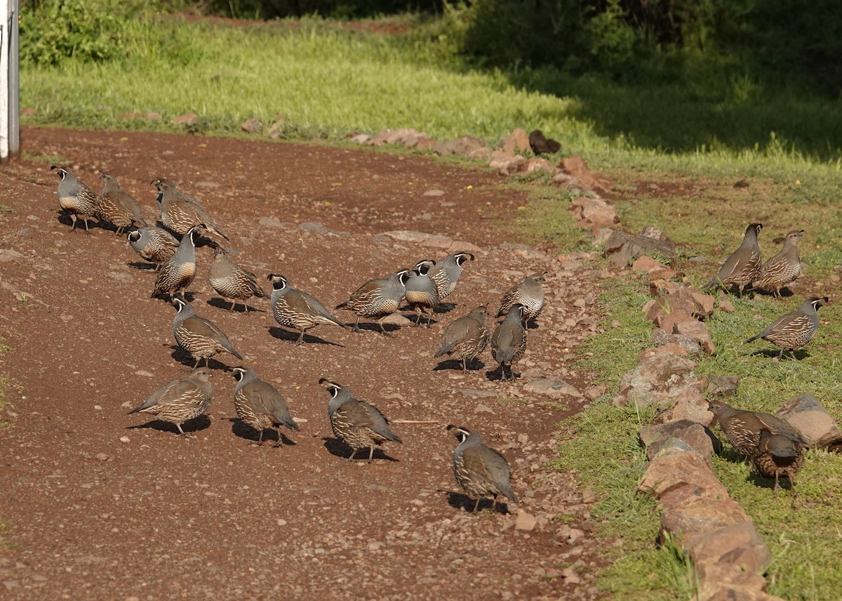 California Quail - ML642584632