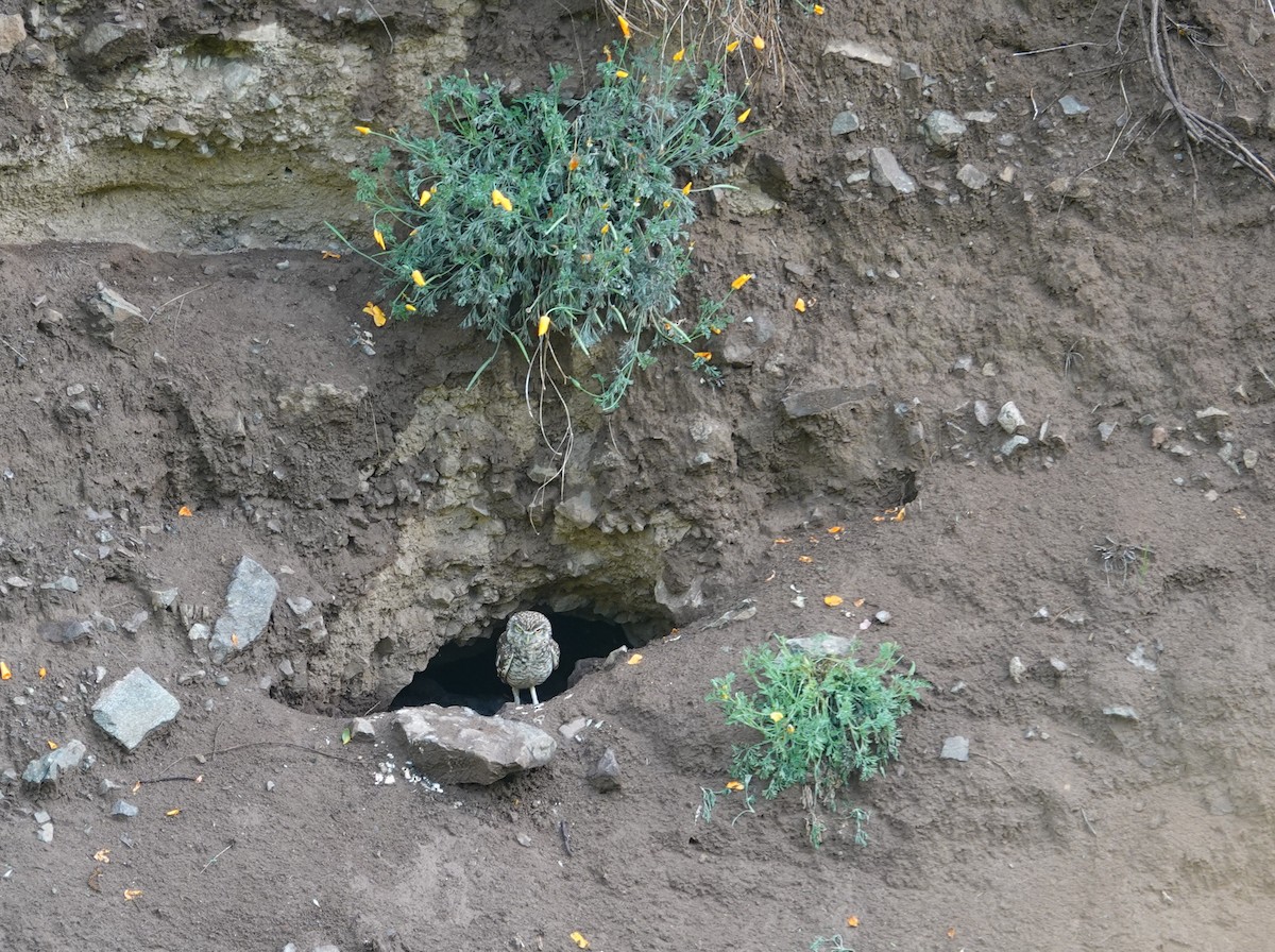 Burrowing Owl - ML642584644