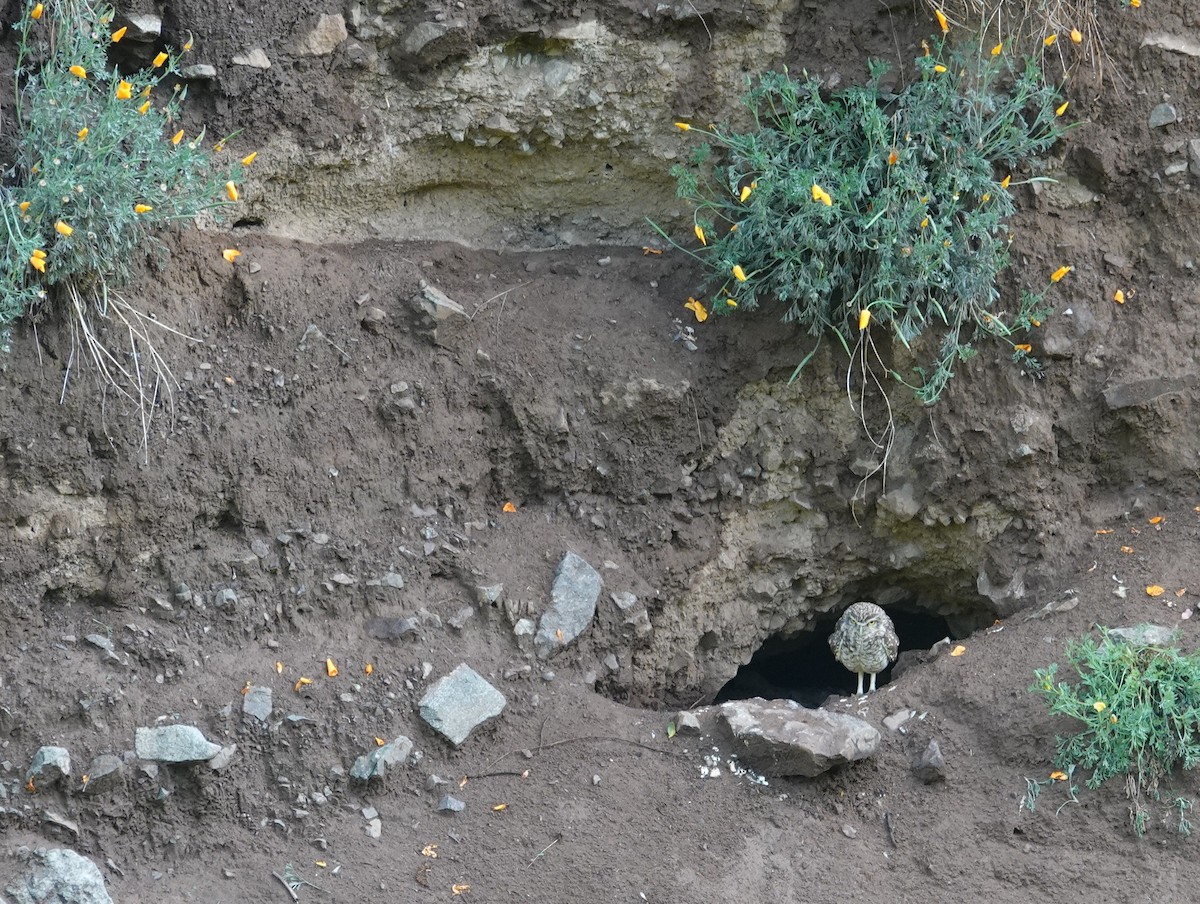 Burrowing Owl - ML642584645