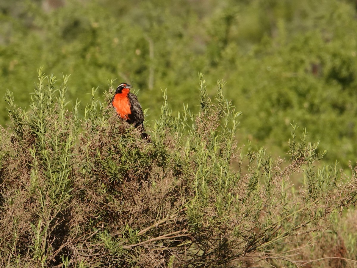 Long-tailed Meadowlark - ML642584674