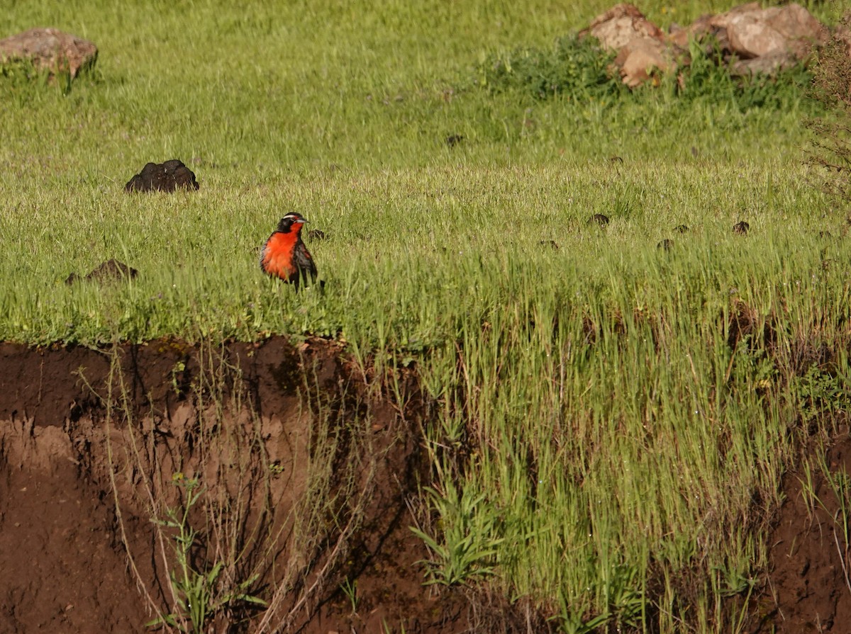 Long-tailed Meadowlark - ML642584675