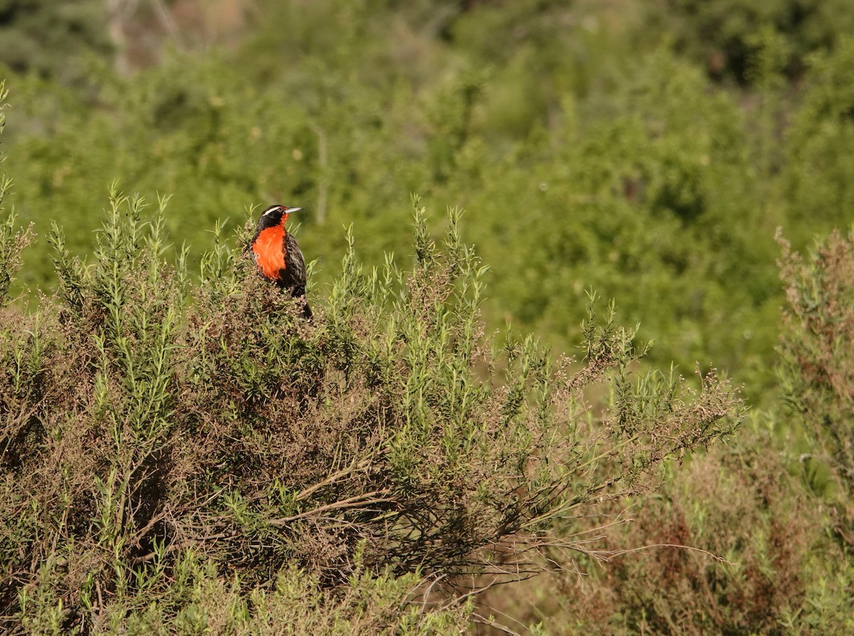 Long-tailed Meadowlark - ML642584676