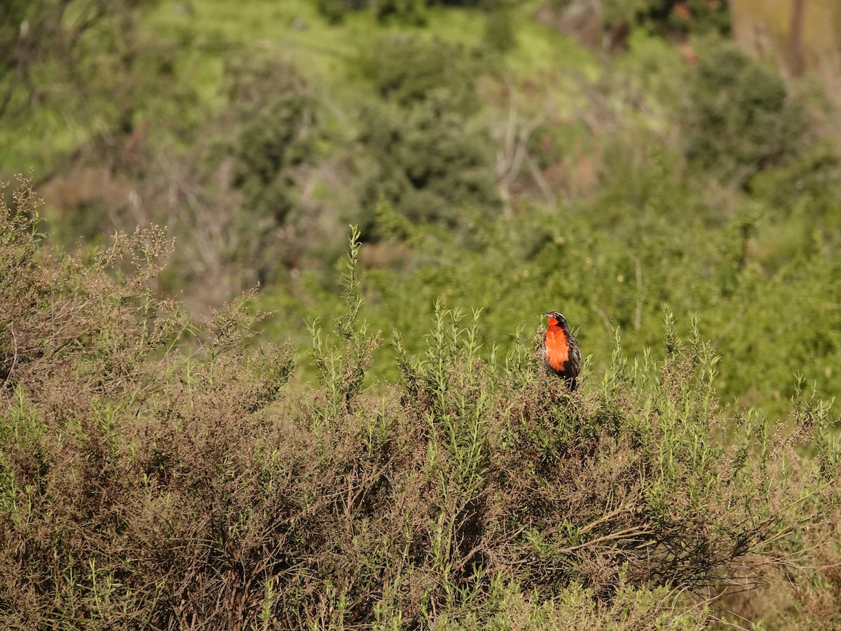 Long-tailed Meadowlark - ML642584677