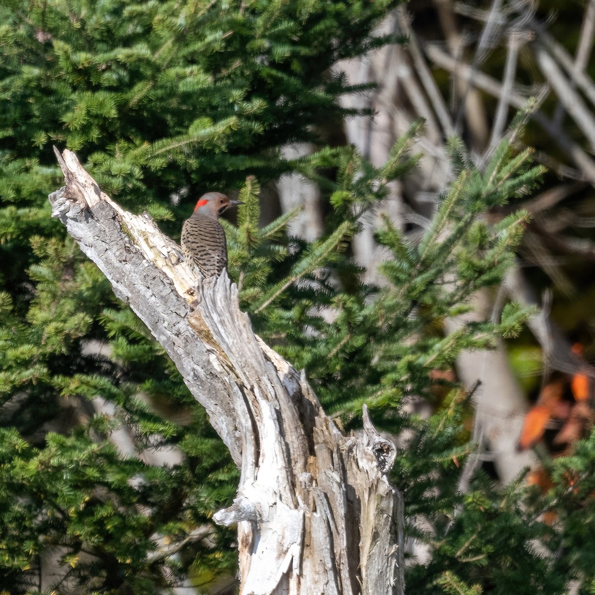 Northern Flicker - ML642584679