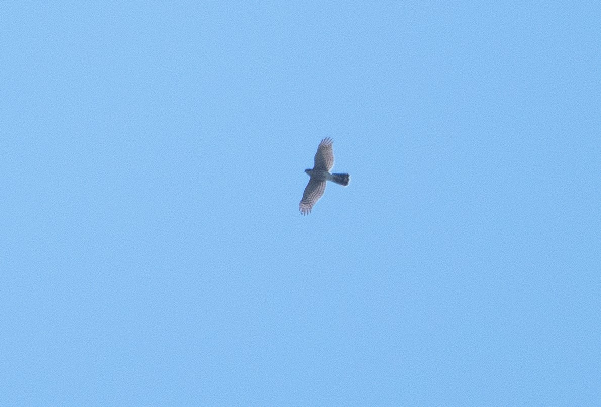 Sharp-shinned Hawk - ML642584680